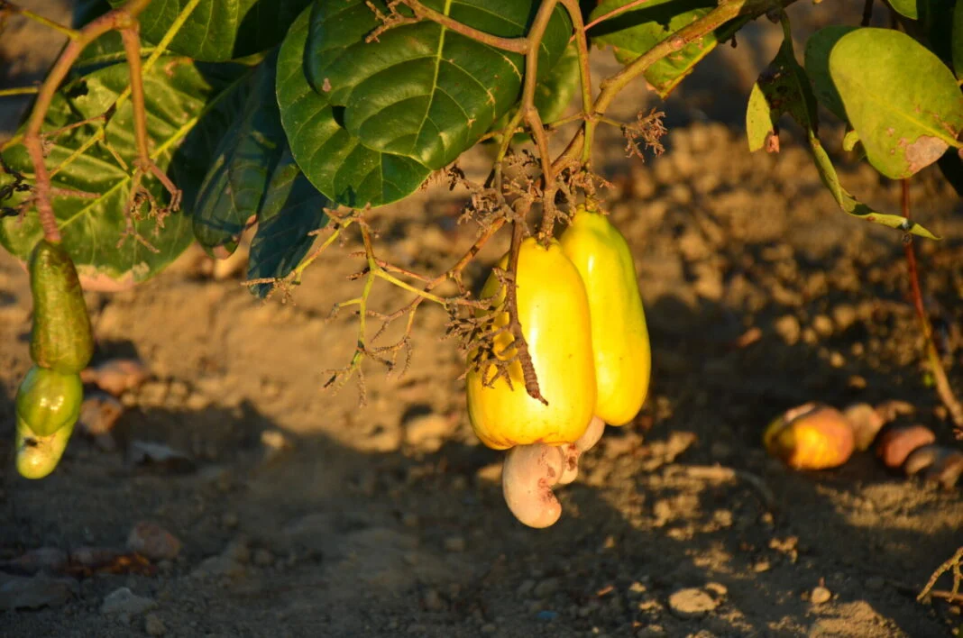 Comércio e produção do caju é instituída no RN