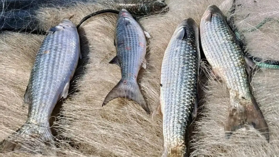 A captura de tainha na modalidade de arrasto de praia é encerrada pelo (MPA)