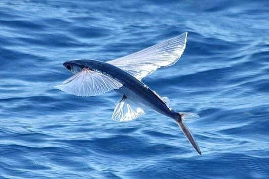 Coleta de ova de peixe-voador: Primeiras embarcações autorizadas