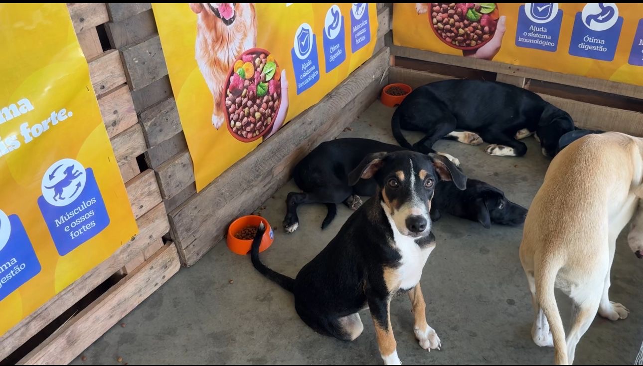 Primeira Feira de Adoção de cães e gatos mobiliza em Areia Branca