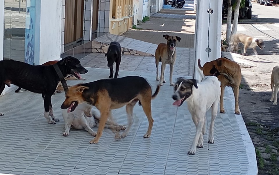 Castrações em Areia Branca começam na primeira semana de Dezembro