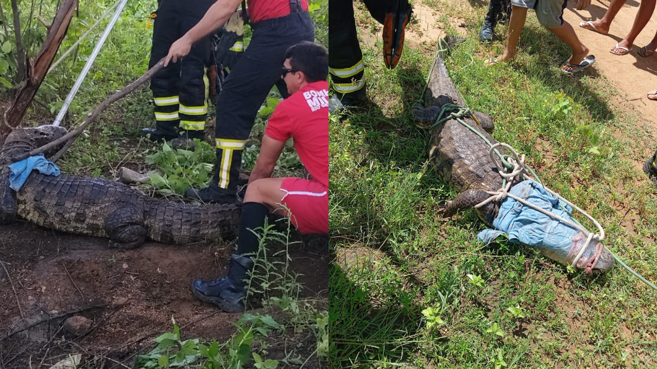 Jacaré é capturado pelo Corpo de Bombeiros após ser encontrado no Sítio Livramento em Janduís