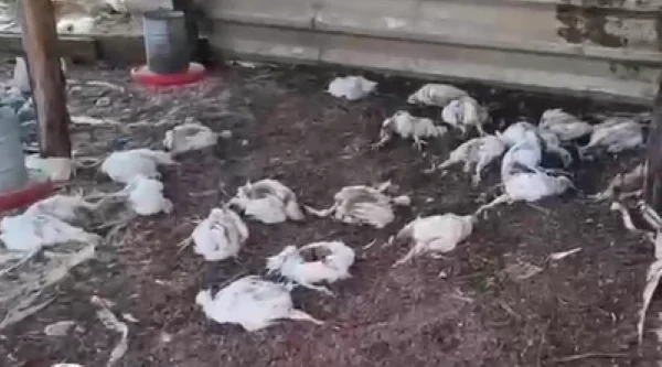 Cães invadem galinheiro e matam 150 frangos na região do Seridó