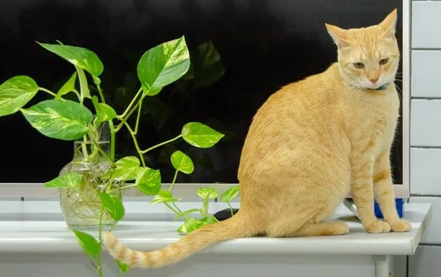 Projeto de Extensão da Ufersa realiza mutirão para a castração de 100 de gatos