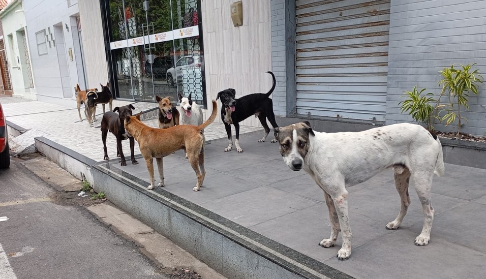 Areia Branca inicia castrações de cães e gatos nesta sexta (05) e sábado (06)