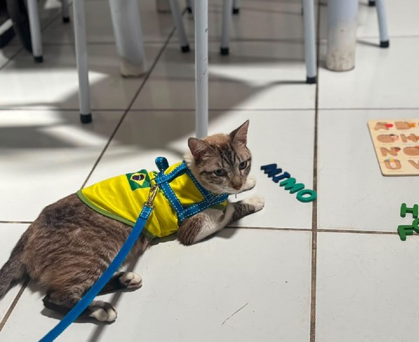 Gato desaparecido em Alagoas é encontrado a 600 km de distância no RN