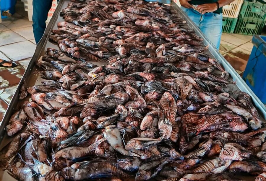 Pescadores retiram 500 peixes-leão do mar em apenas um mês no sul da Bahia
