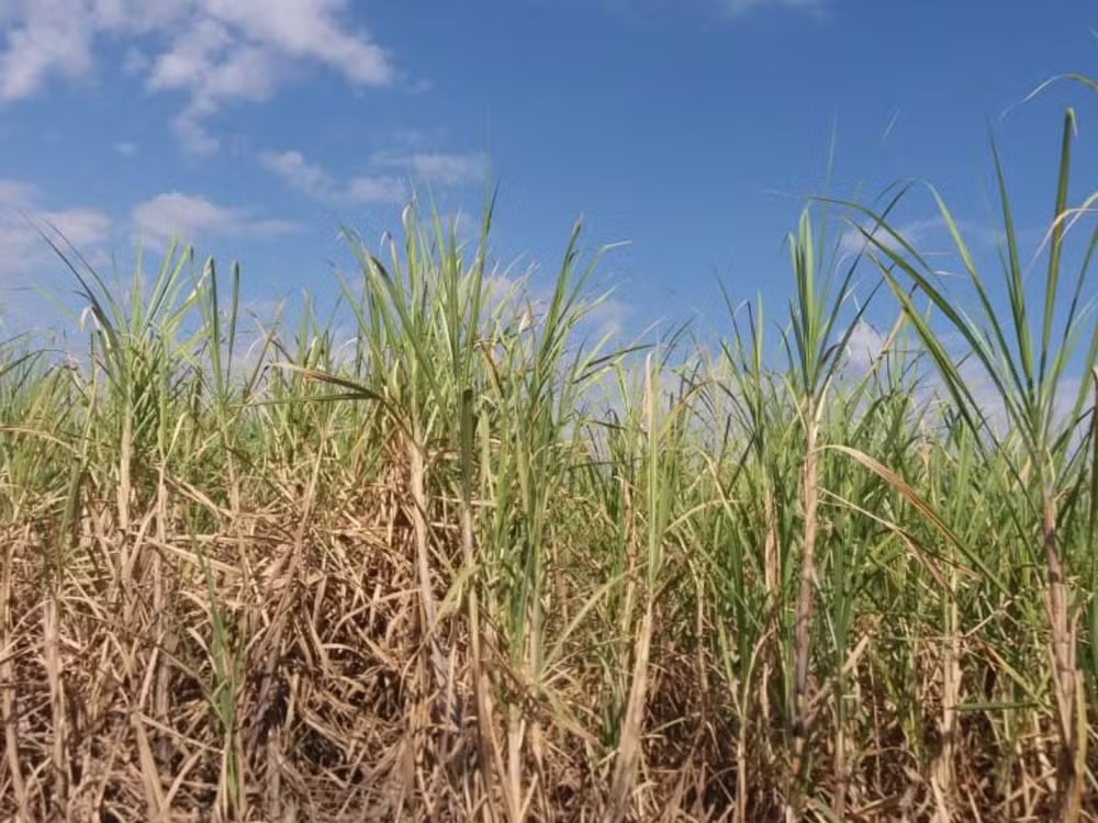Produção agrícola do RN cresce 8,6% e alcança R$ 3,92 bilhões em 2025, aponta IBGE