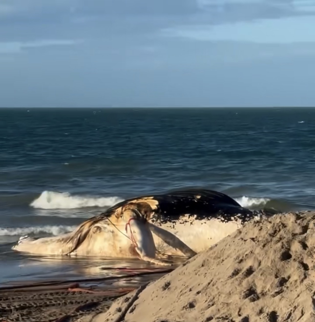 OPERAÇÃO ADIADA: Remoção de baleia encalhada em Redonda é suspensa e guia turístico cobra agilidade