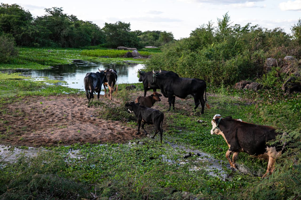 Governo reconhece emergência em 65 cidades no RN por estiagem prolongada