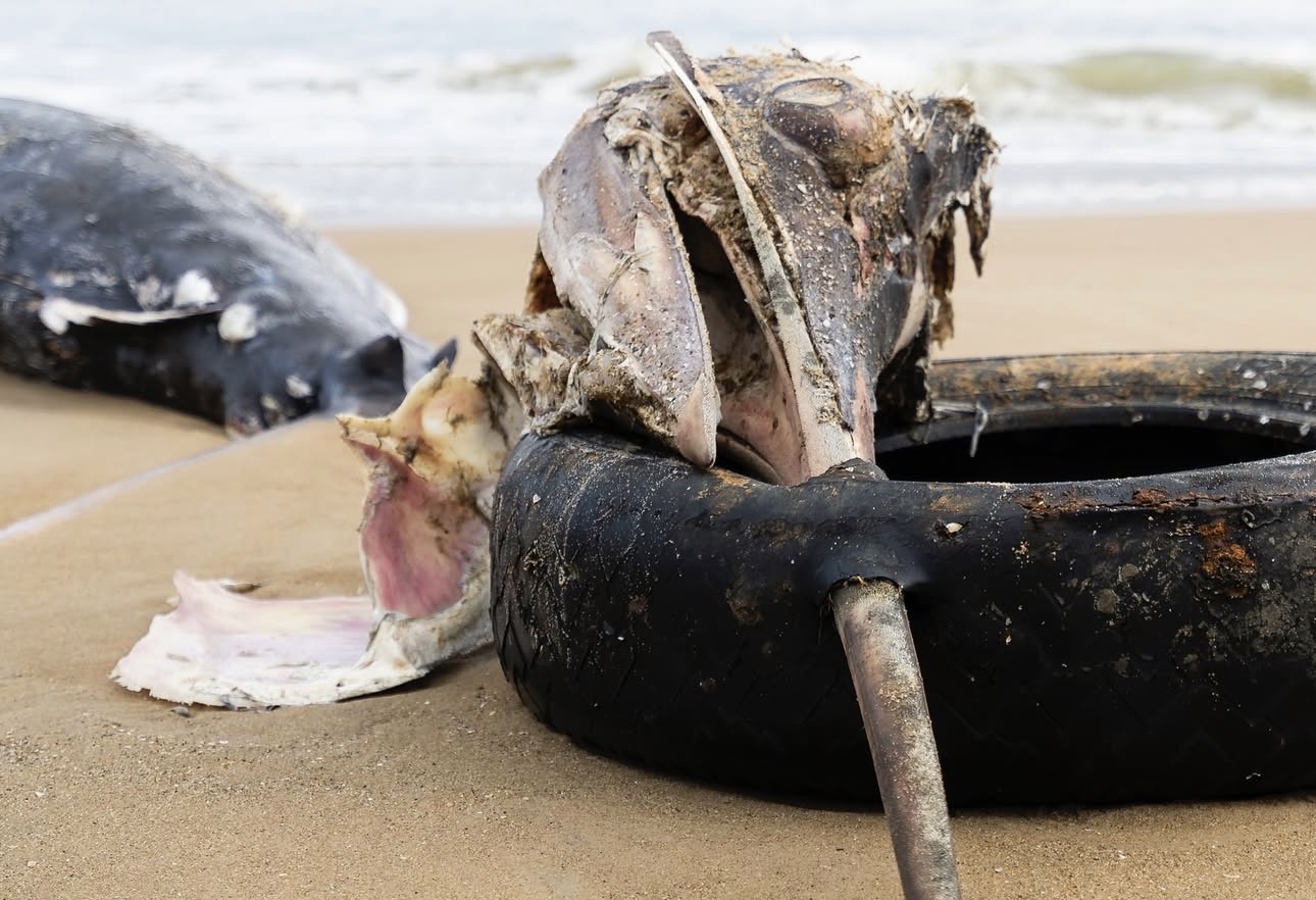 Marlim-azul de 400 kg é encontrado morto com pneu preso no bico em praia de Santa Catarina
