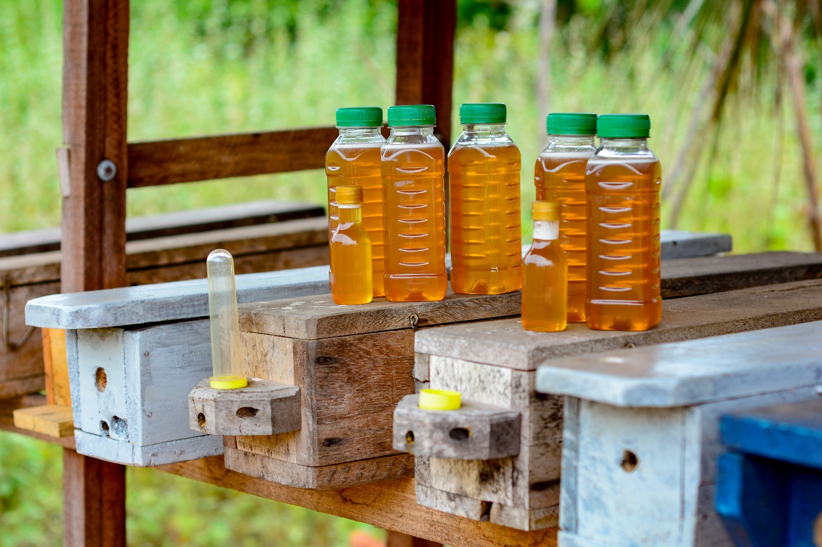 RN alcança recorde histórico na produção de mel em 2024 e movimenta mais de R$ 21 milhões