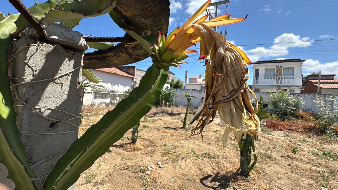 Escola Estadual Cel Solon se destaca com plantação de Pitaya em Grossos