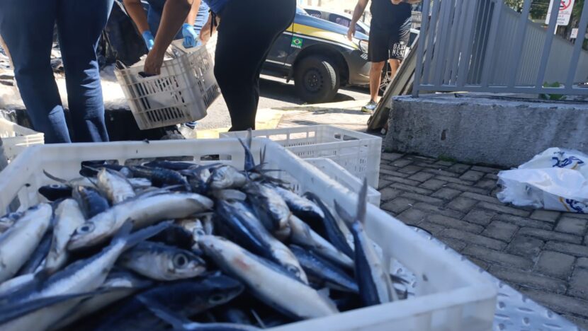 700kg peixe-voador foram aprendidos pela PRF com documentação irregular na região do mato grande