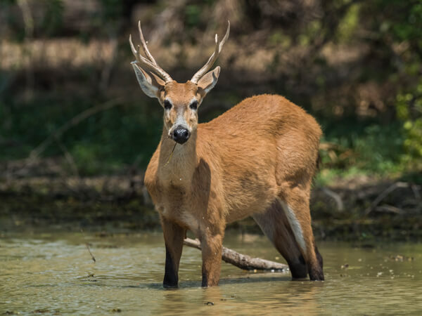 Veado-Catingueiro é avistado em Areia Branca na praia de Upanema