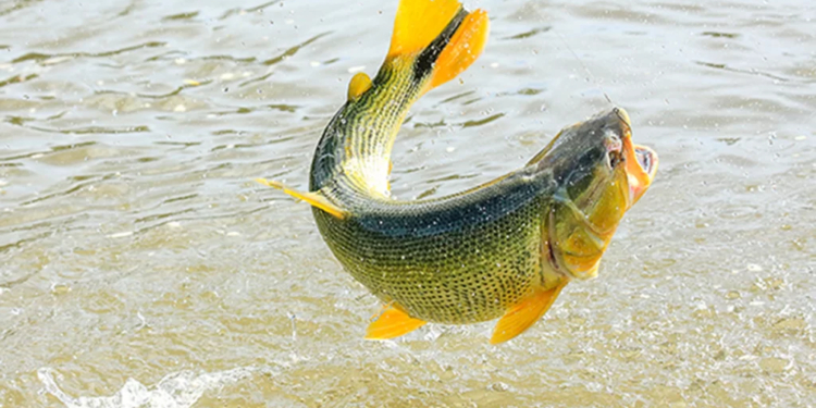 Casos de ciguatera colocam litoral do RN em atenção no período de Verão