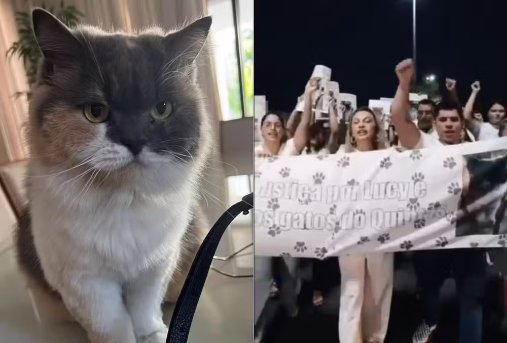 Governo do RN sanciona Lei Lucy e reforça proteção aos animais comunitários