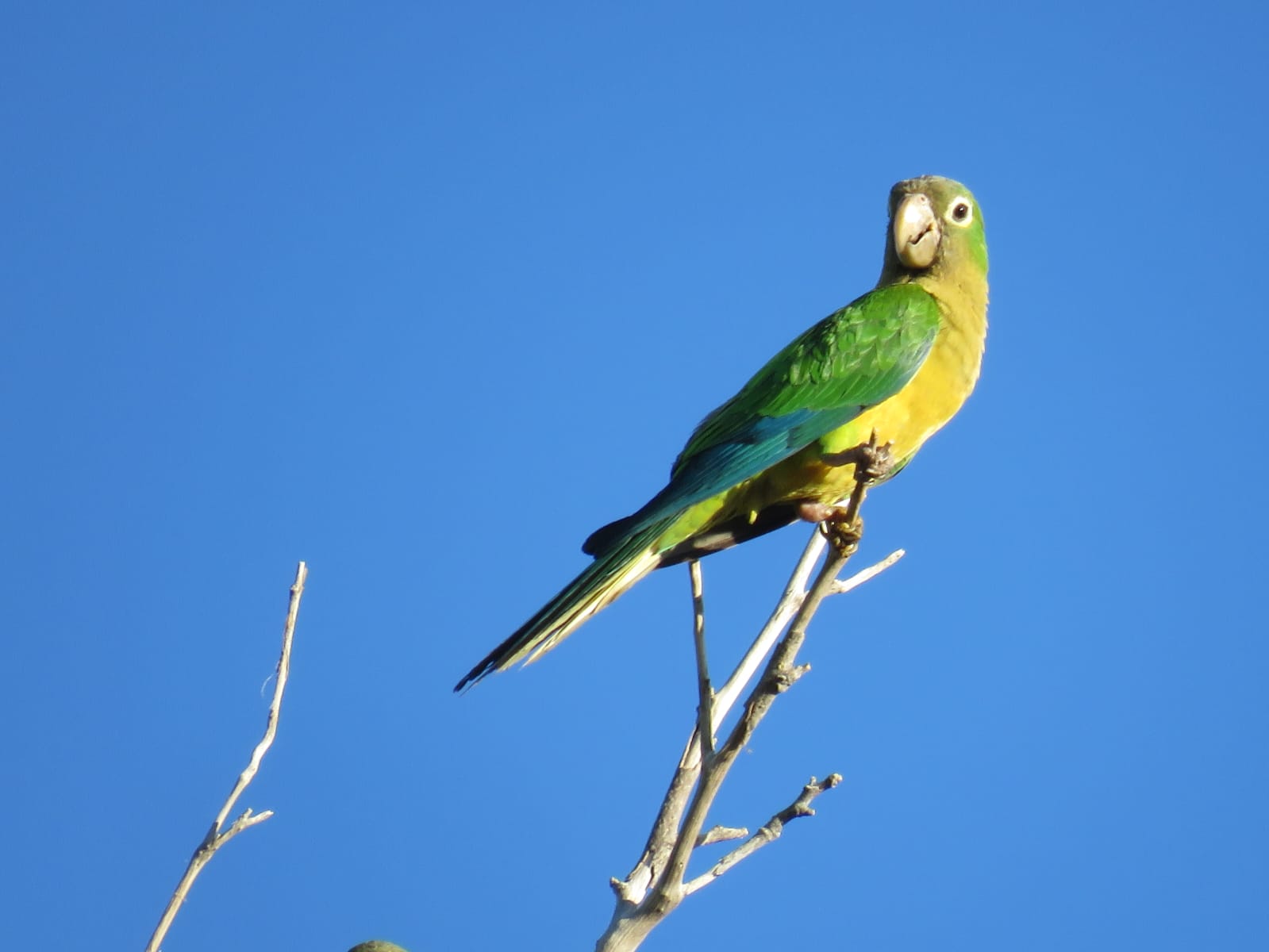 De Caicó para o mundo: guia publicado em Chicago (EUA) reúne de aves do Seridó