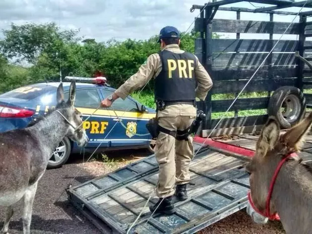 “Operação Boiadeiro:” Animais Soltos em Rodovias Federais são recolhidos pela PRF