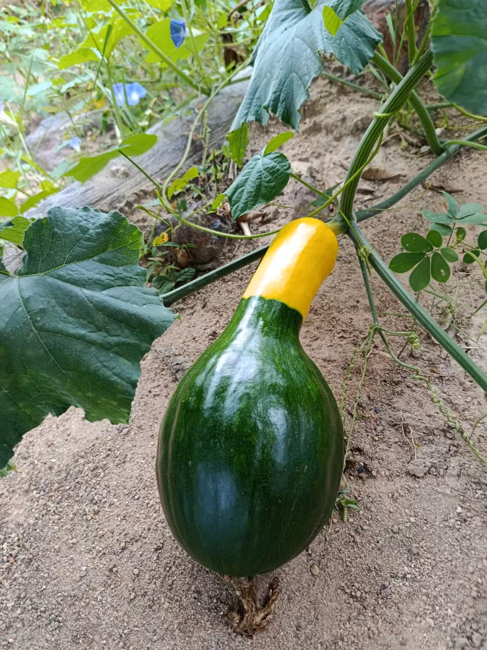 Jerimum chamou a atenção e virou atração pelas cores do fruto, que lembram a bandeira do Brasil.